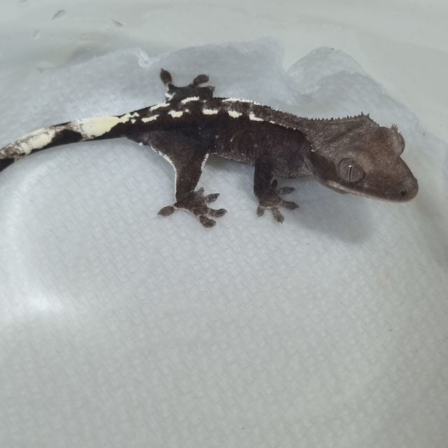 아잔틱