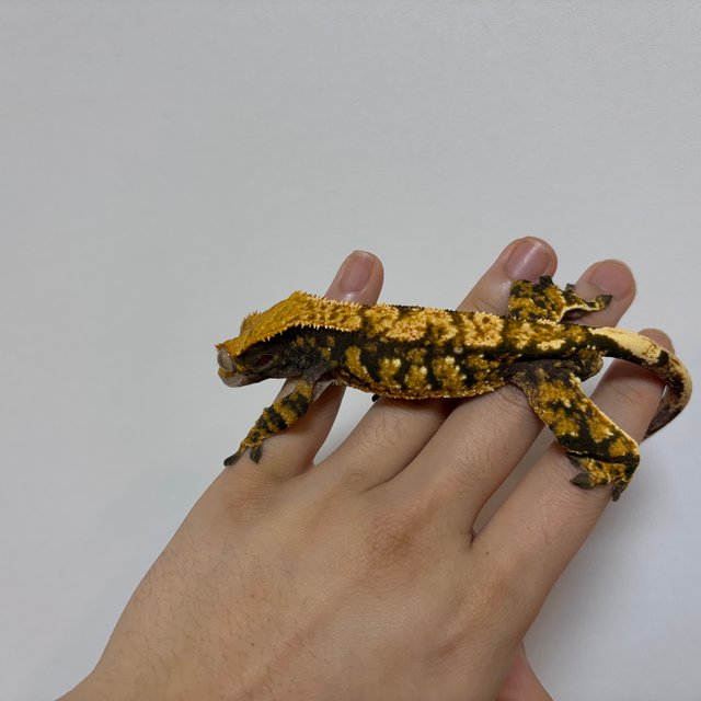 익스트림할리퀸 할리퀸