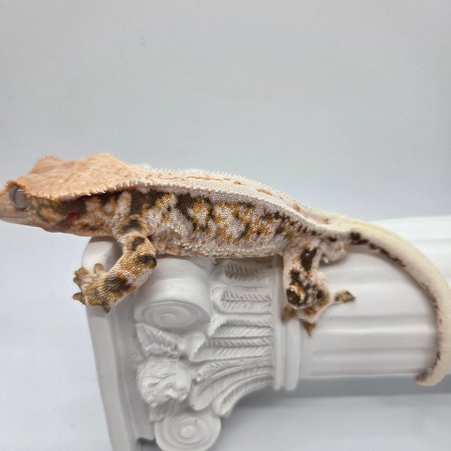 릴리100%헷아잔틱 드리피