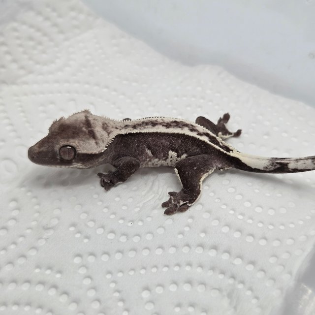 아잔틱 슈퍼스트라이프 핀스트라이프