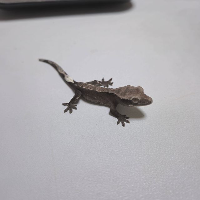 아잔틱
