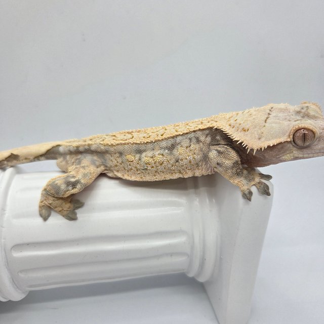 노멀 트라이 드리피 화이트스팟