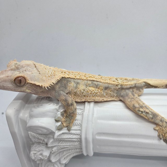 노멀 트라이 드리피 화이트스팟