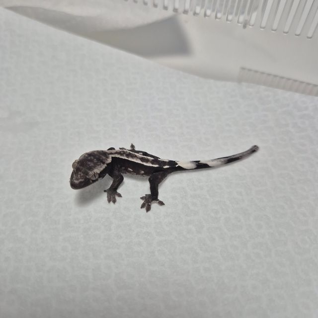 아잔틱