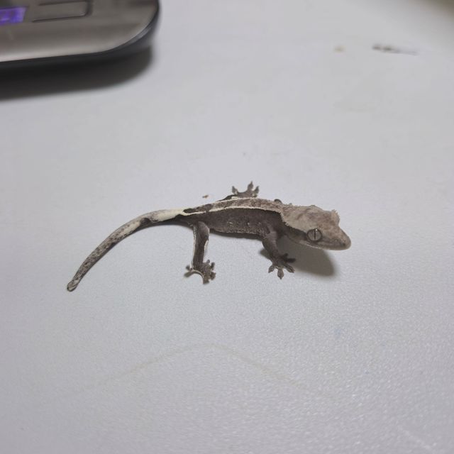 아잔틱