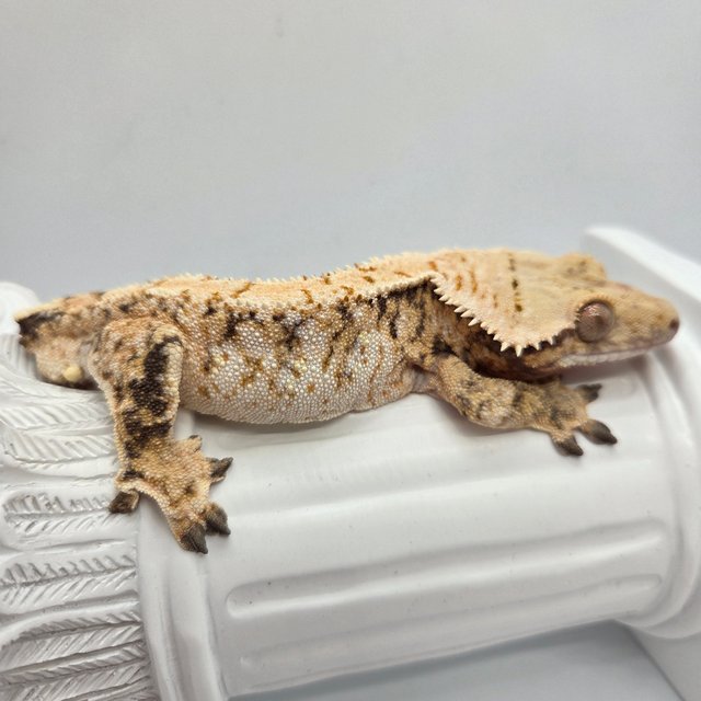 트라이 노멀 화이트스팟