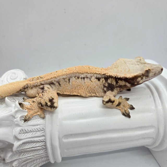 노멀 트라이 드리피 화이트스팟