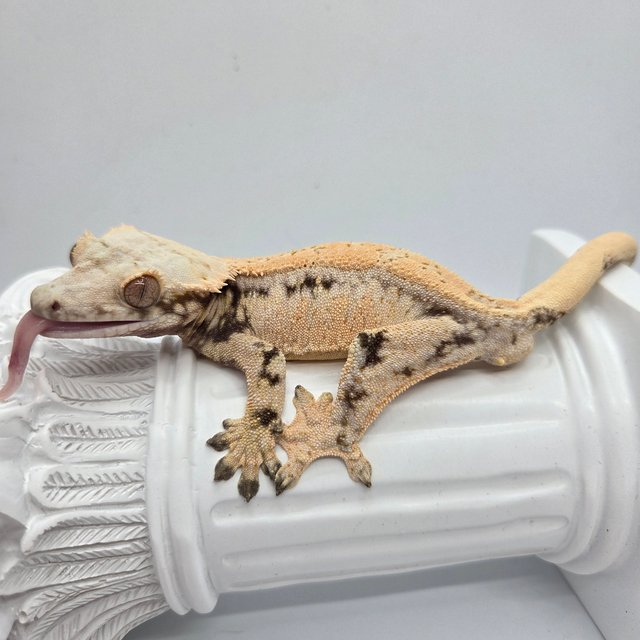 노멀 트라이 드리피 화이트스팟