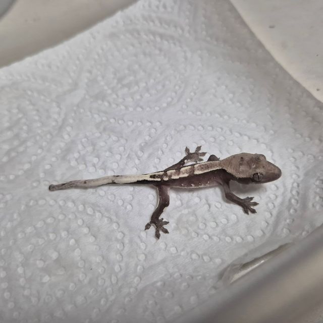 아잔틱