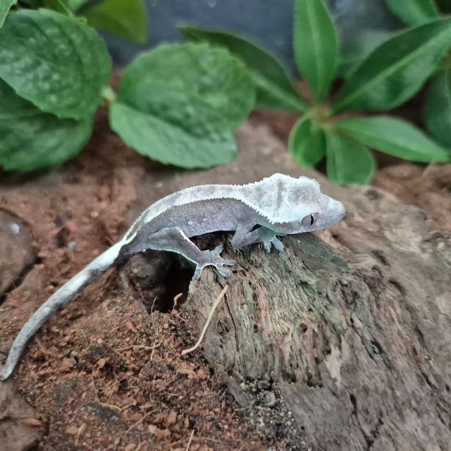 아잔틱