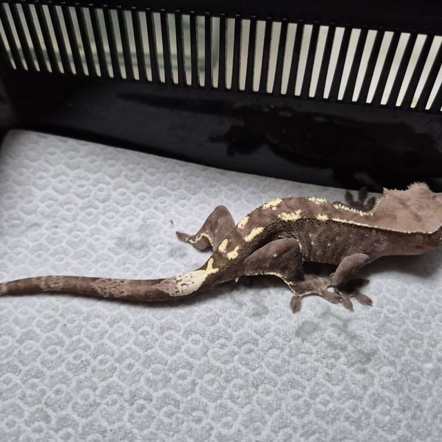 아잔틱 카푸치노