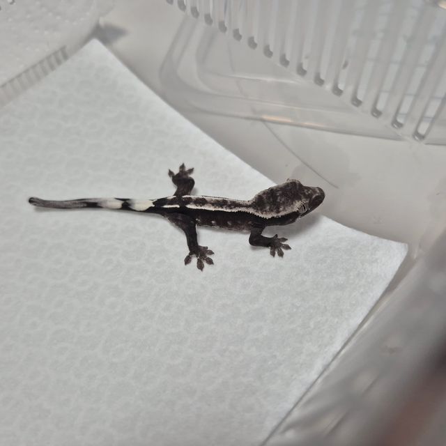 아잔틱