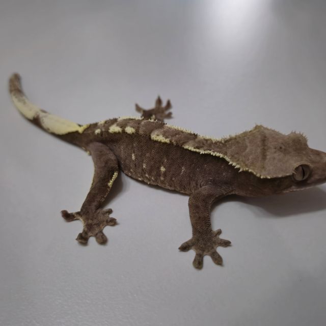 아잔틱