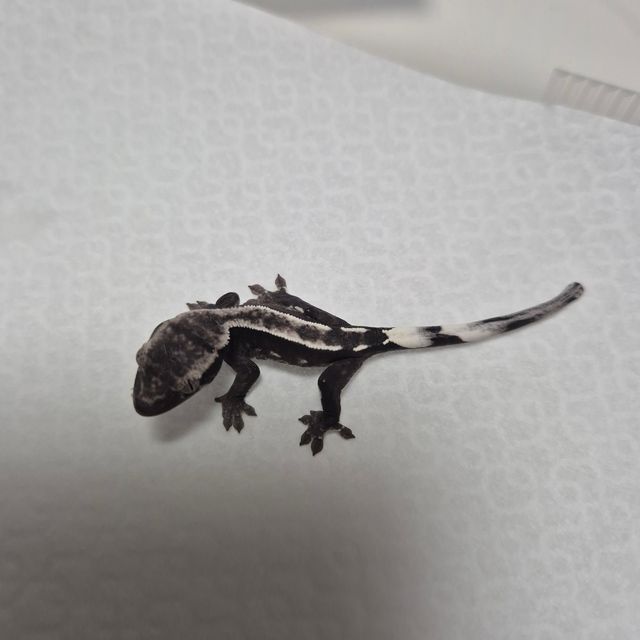 아잔틱