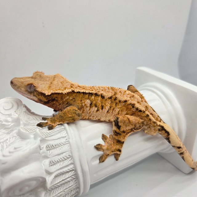 노멀 트라이 화이트스팟