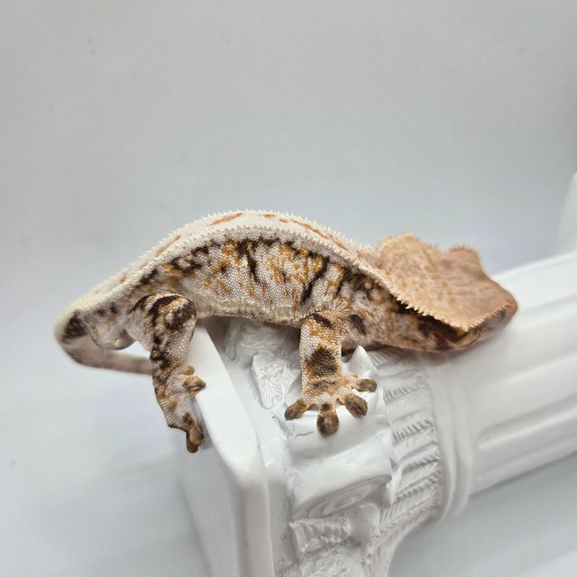 릴리100%헷아잔틱 드리피