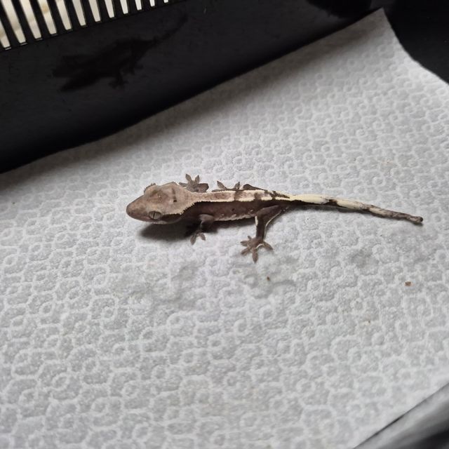 아잔틱