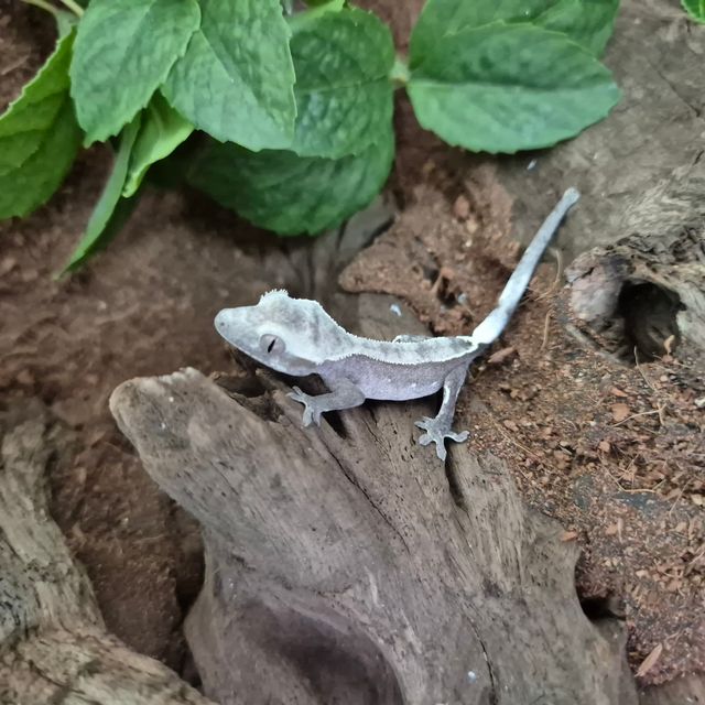 아잔틱