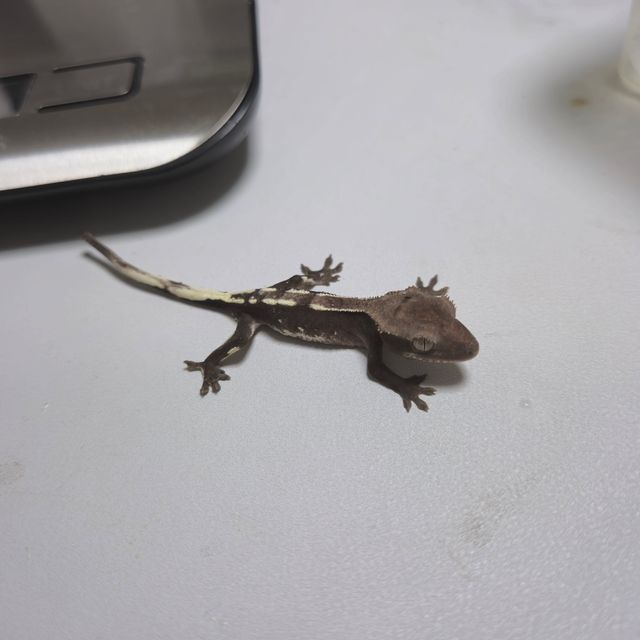 아잔틱