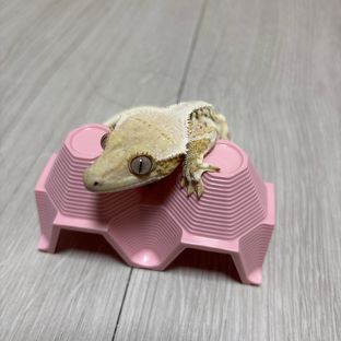 릴리화이트