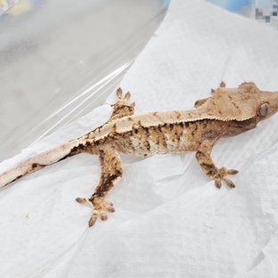 노멀 트라이 화이트 텐저린 익스트림할리퀸