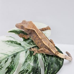 세이블