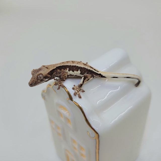프라푸치노