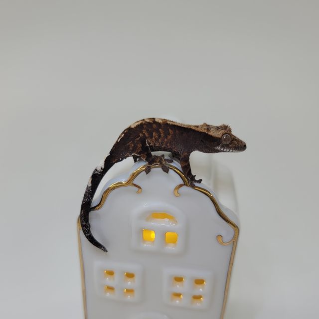 카푸치노