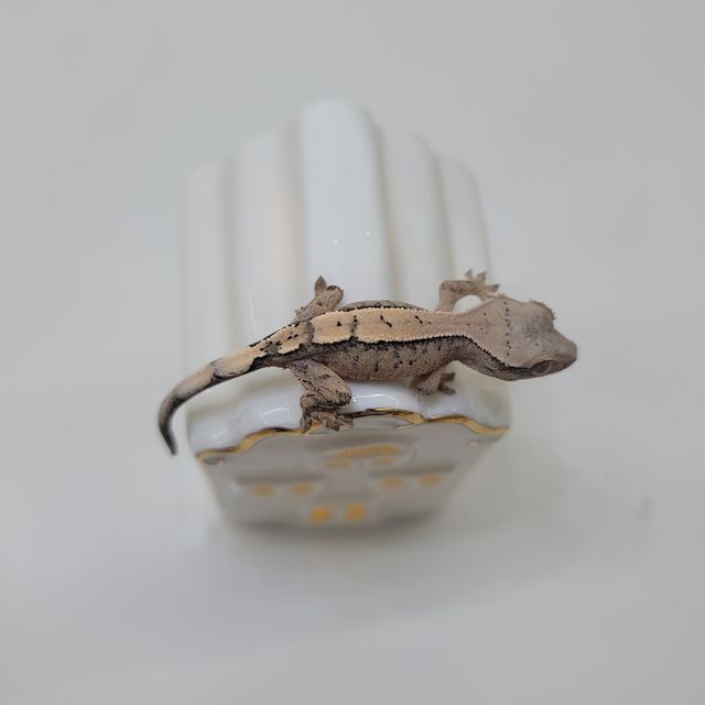 세이블