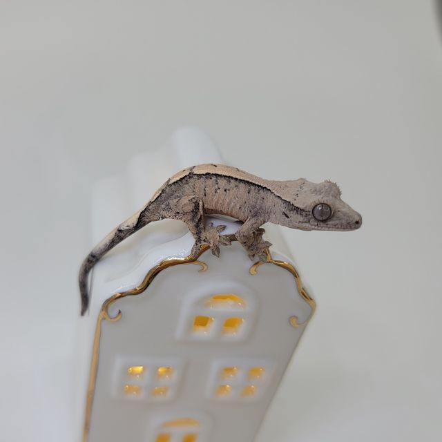 세이블