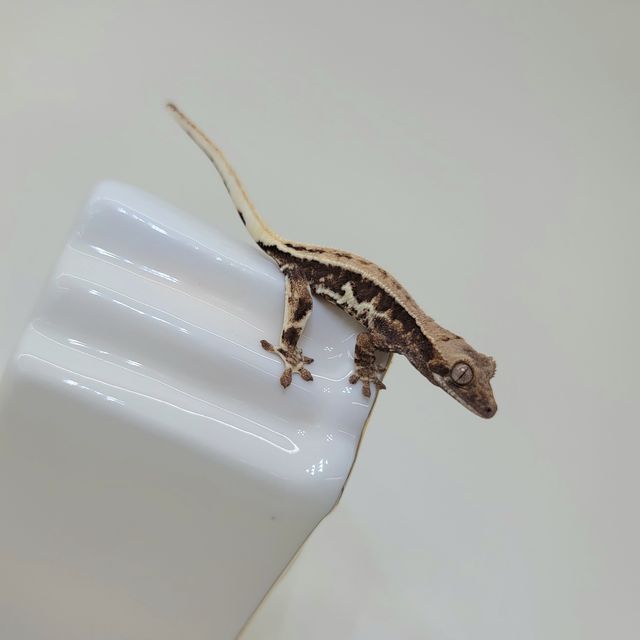 프라푸치노
