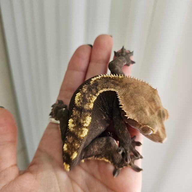 노멀 플레임 다크