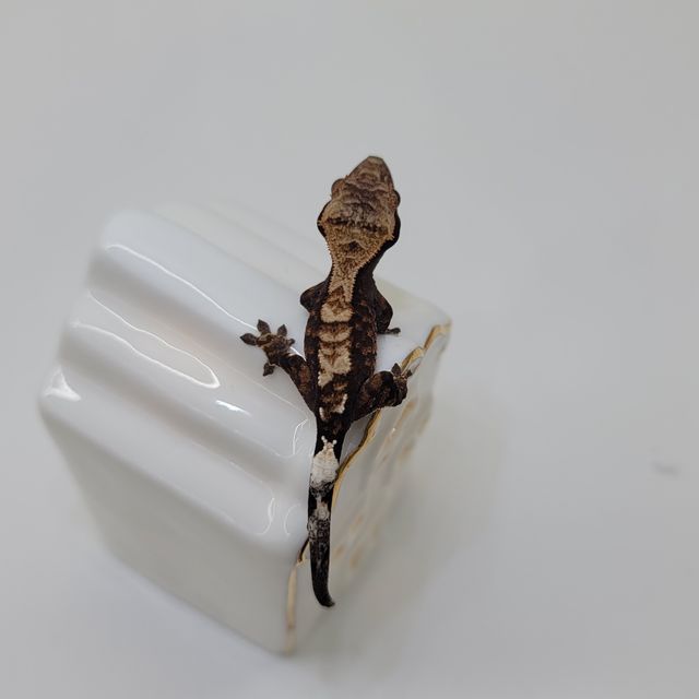 카푸치노