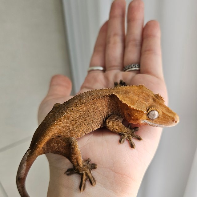 노멀 패턴리스 벅스킨 레드 다크 블랙