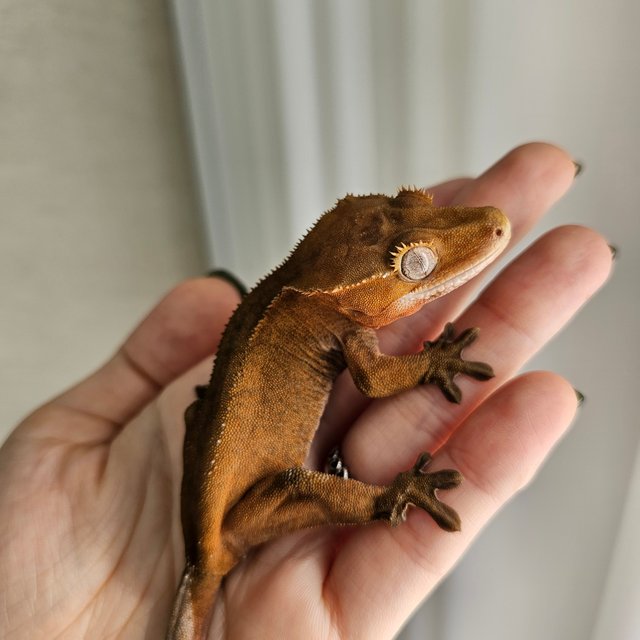 노멀 패턴리스 벅스킨 레드 다크 블랙