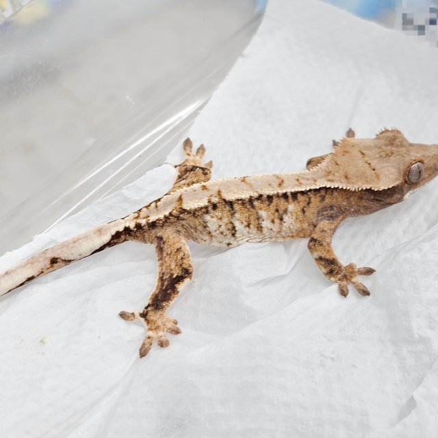 노멀 트라이 화이트 텐저린 익스트림할리퀸