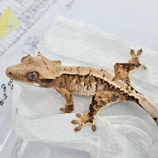 노멀 트라이 화이트 텐저린 익스트림할리퀸