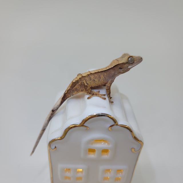 노멀