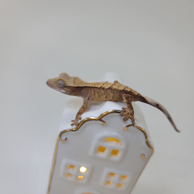 노멀