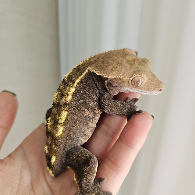 노멀 플레임 다크