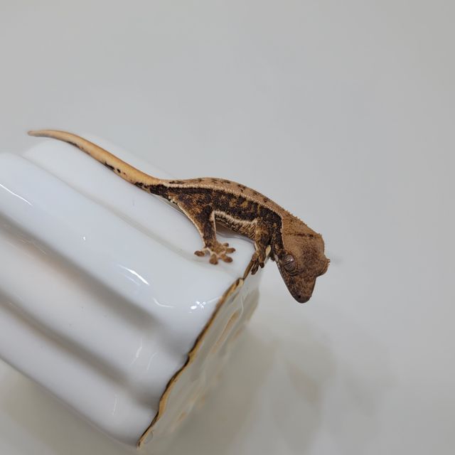 릴리화이트