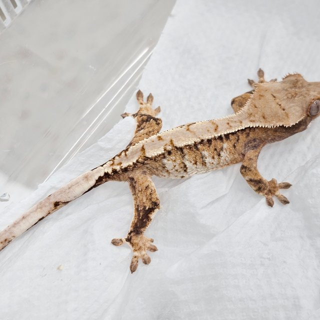 노멀 트라이 화이트 텐저린 익스트림할리퀸