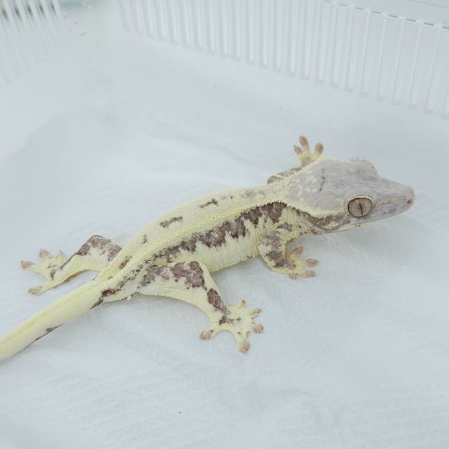 프라푸치노