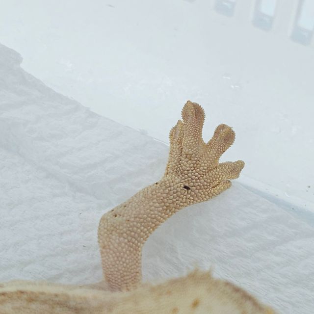노멀 벅스킨 옐로우 크림