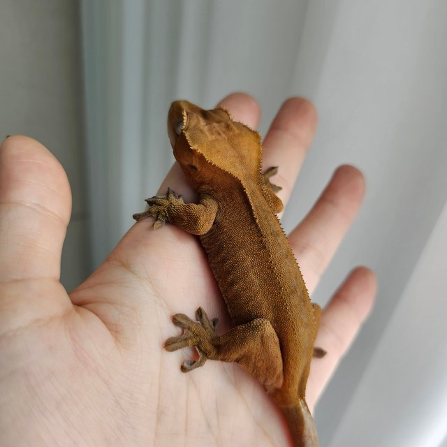 노멀 패턴리스 벅스킨 레드 다크 블랙