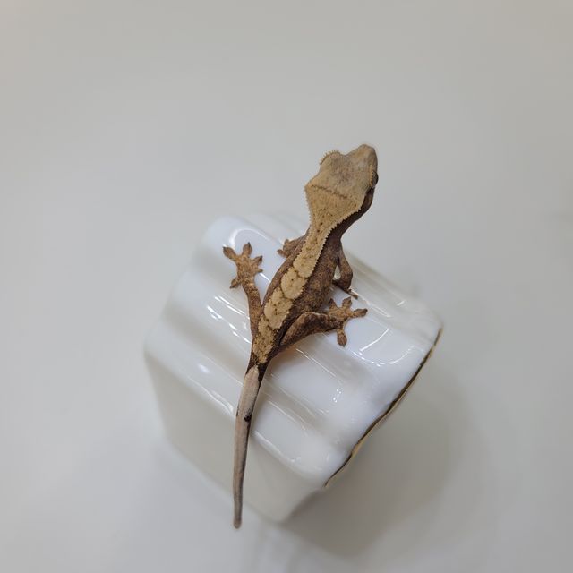 노멀