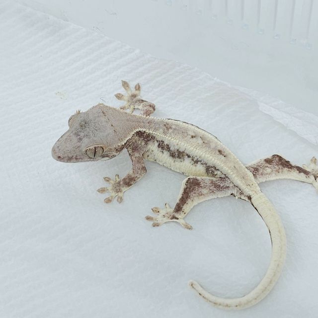프라푸치노