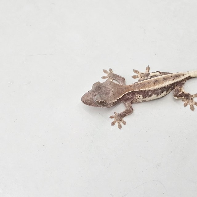 하이포 프라푸치노