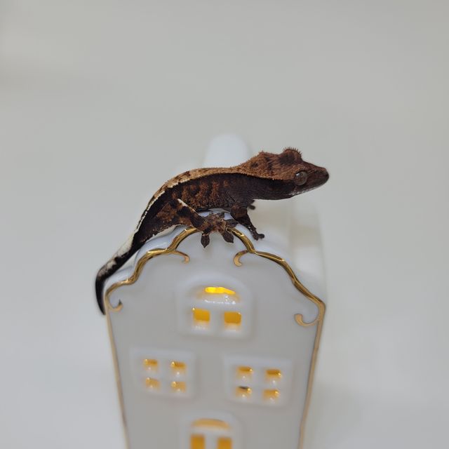 카푸치노