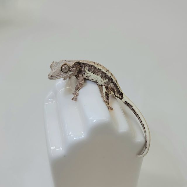 프라푸치노